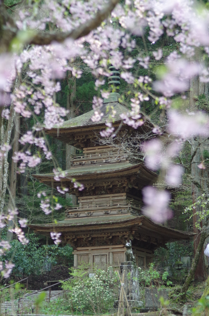 枝垂れ桜の降る三重塔①