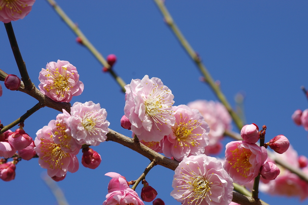 梅林公園にて4