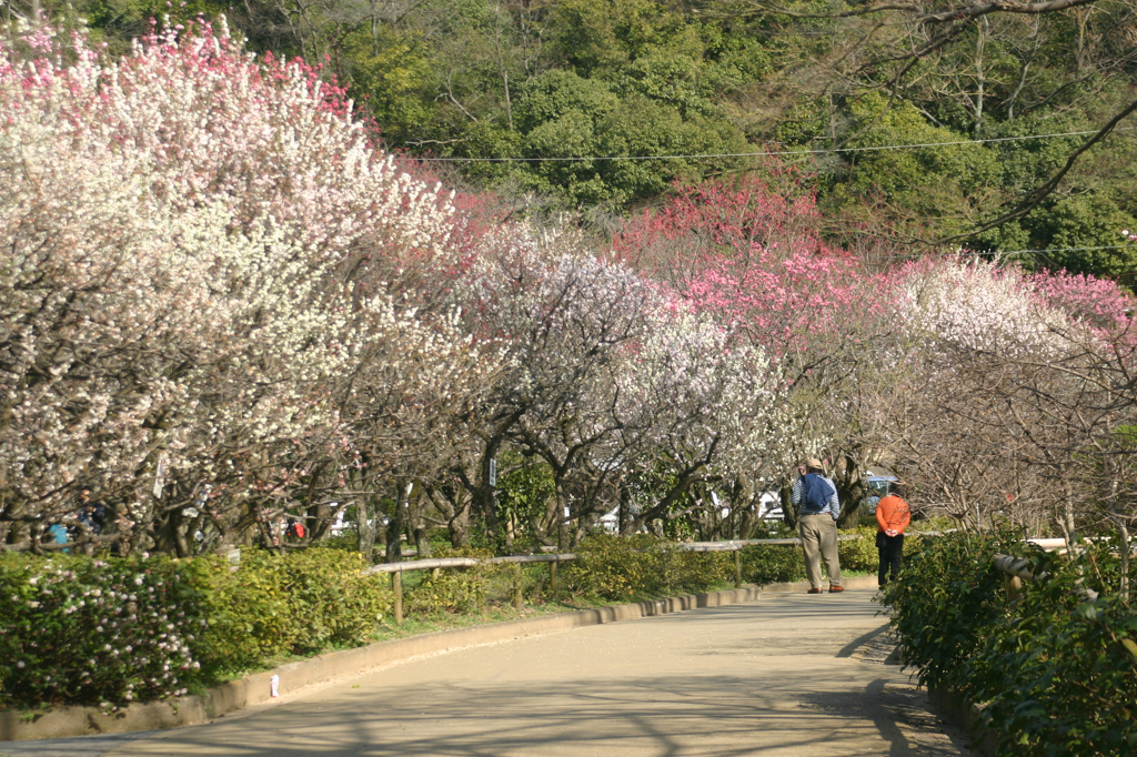 梅林公園にて1