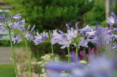 庭に咲いた花２