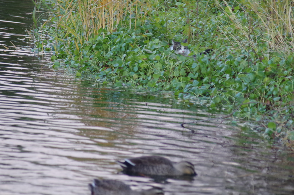 野生のハンター