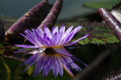 水生植物公園４