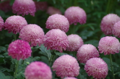 まんまるな花