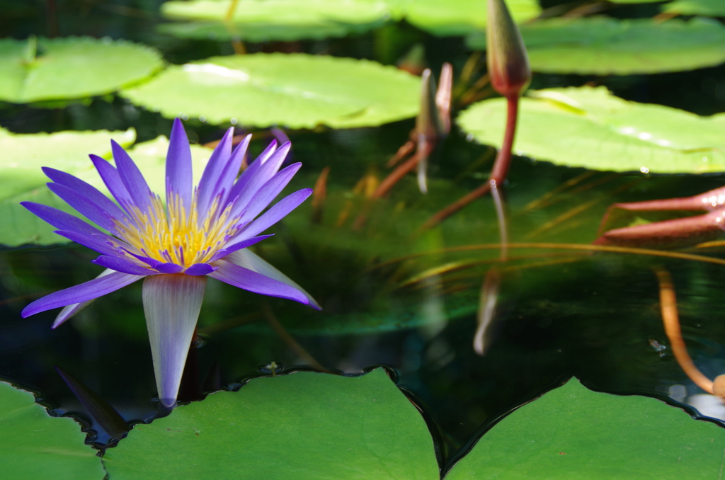 水生植物公園３