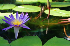 水生植物公園３