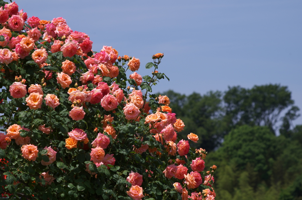 花フェスタ2015ぎふ①