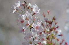 寺尾の千本桜！