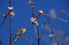 犬山城の四季桜