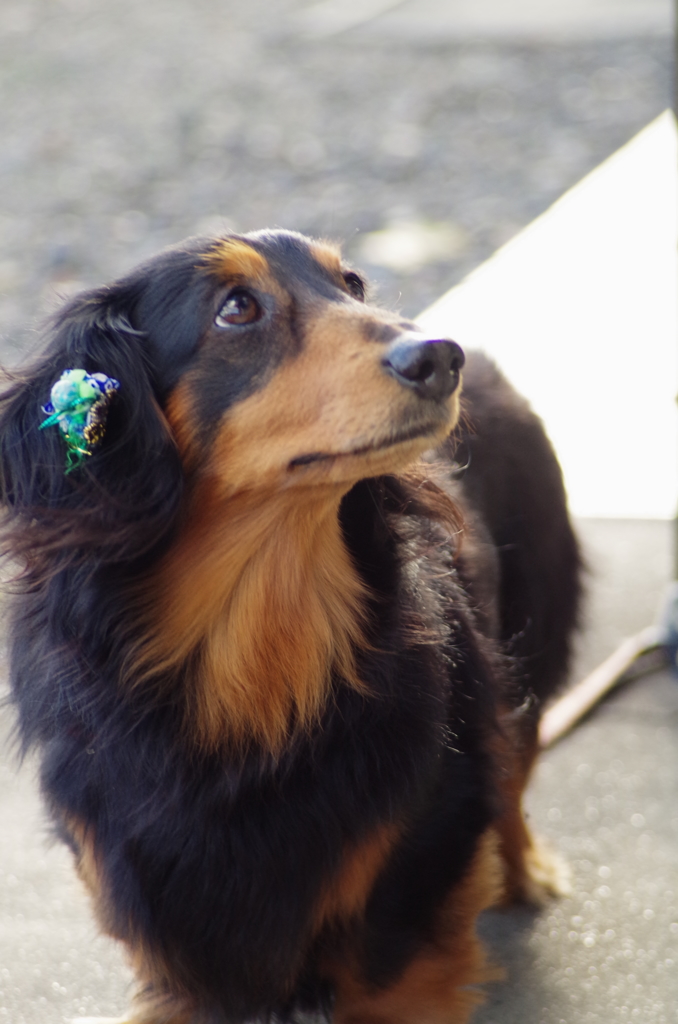 お犬様