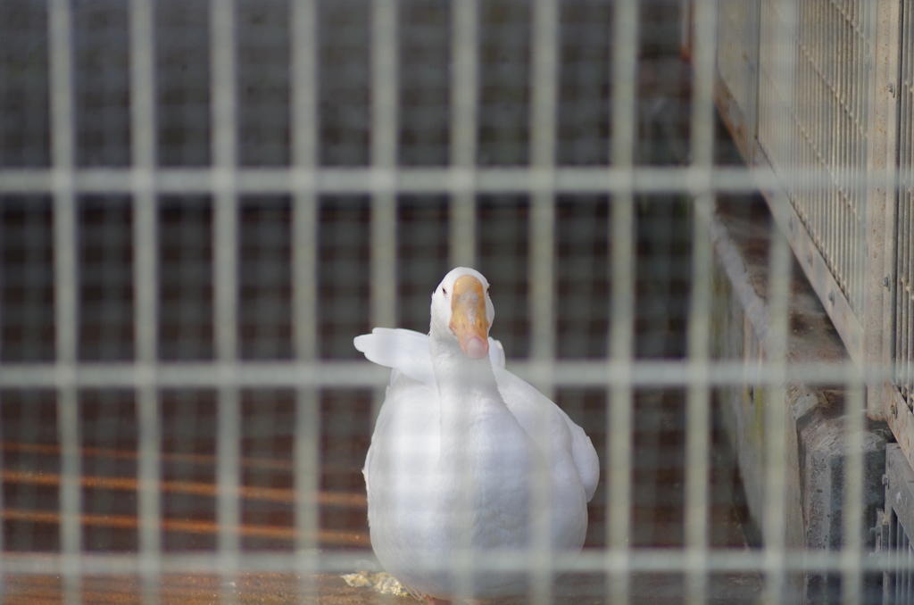 畜産センターの動物たち