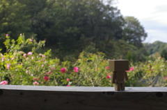 ダンボーIN花フェスタ記念公園