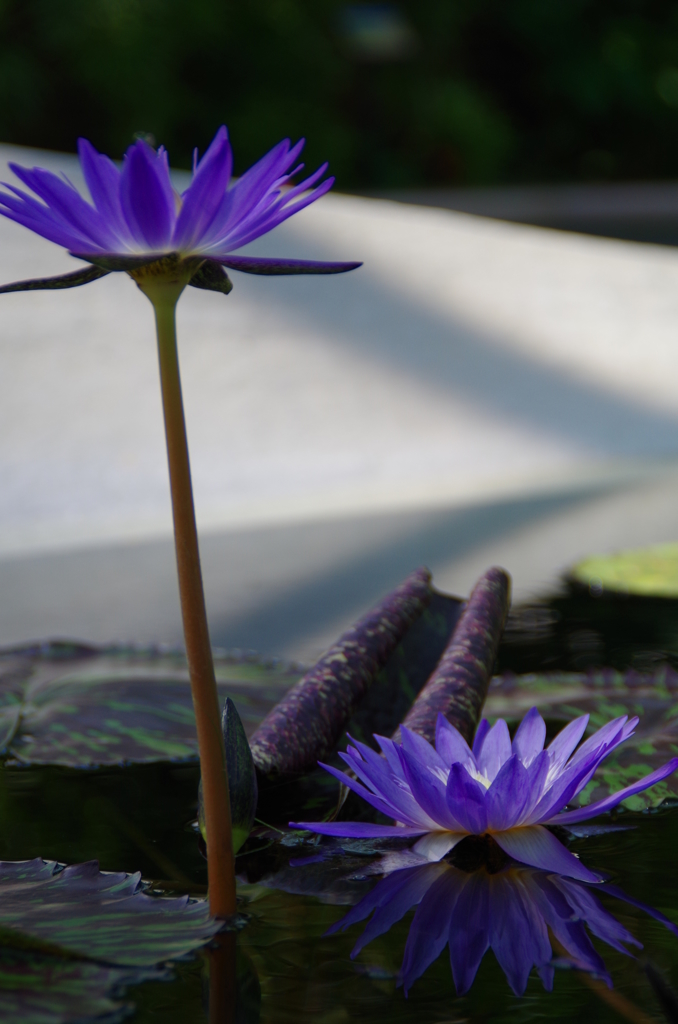 水生植物公園１