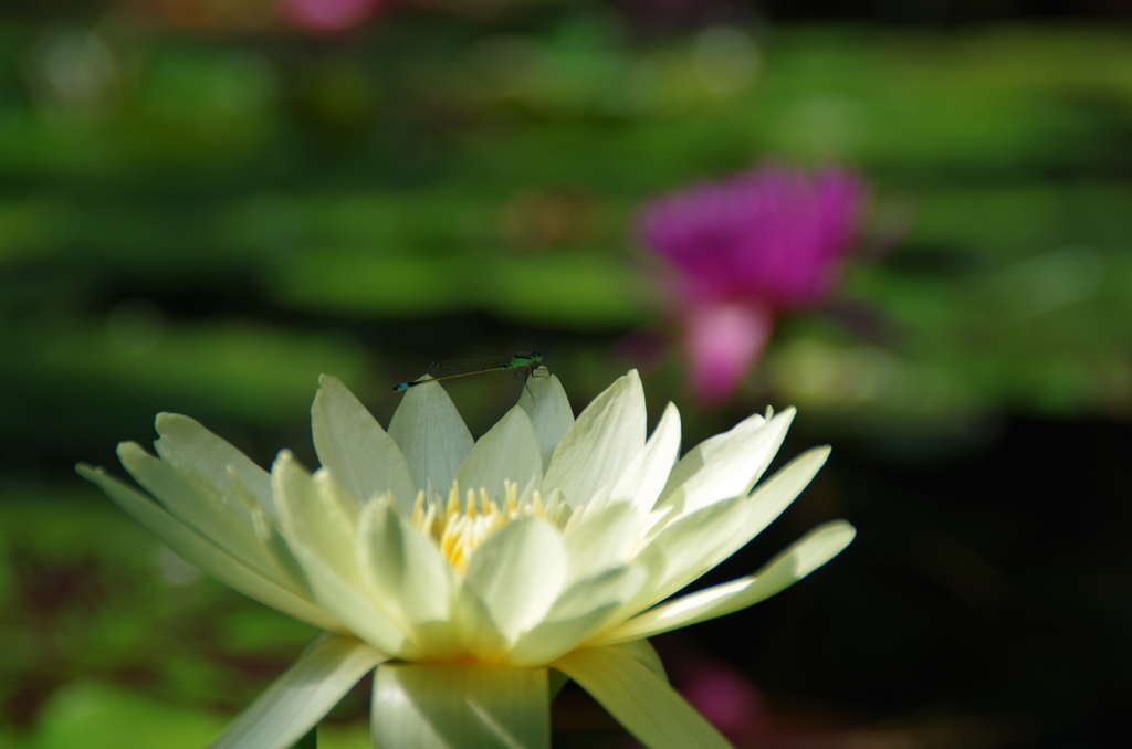 水生植物公園２