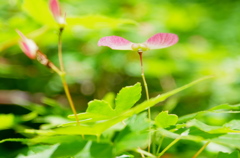 カエデの花