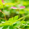 カエデの花