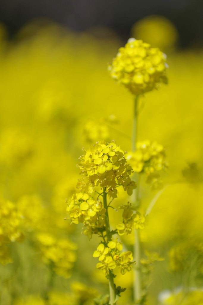 菜の花