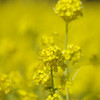 菜の花