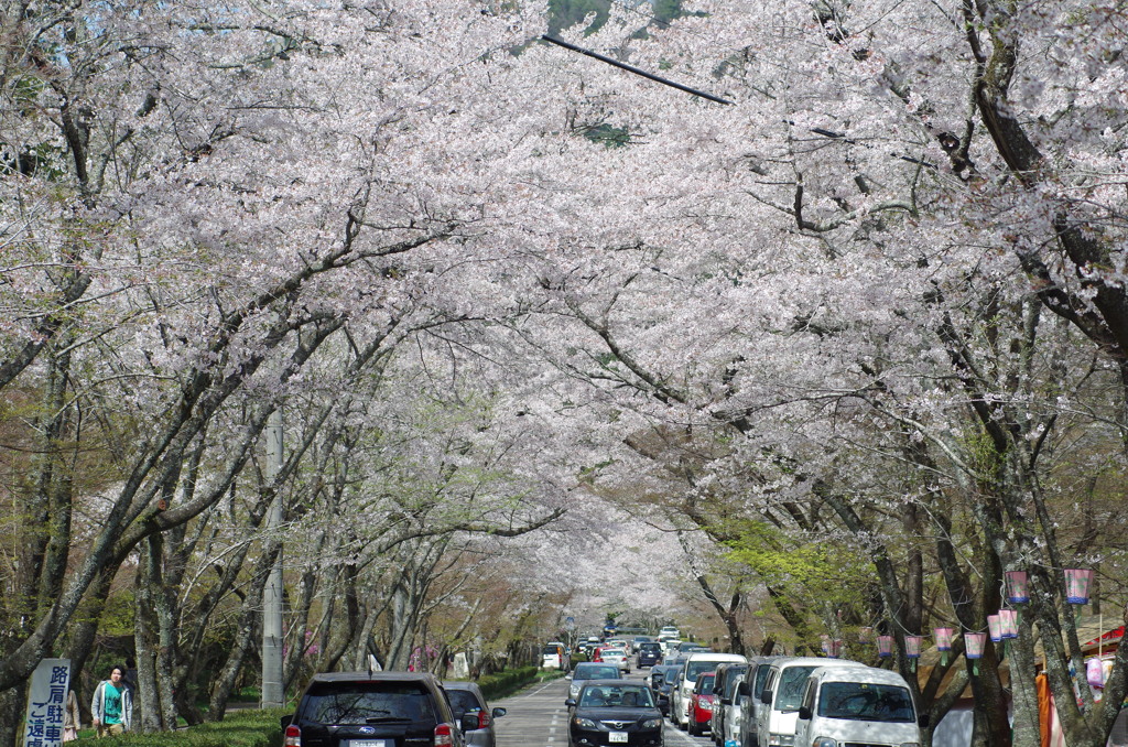 寺尾の千本桜２