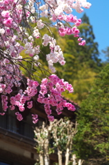 民家の花