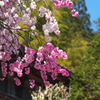 民家の花