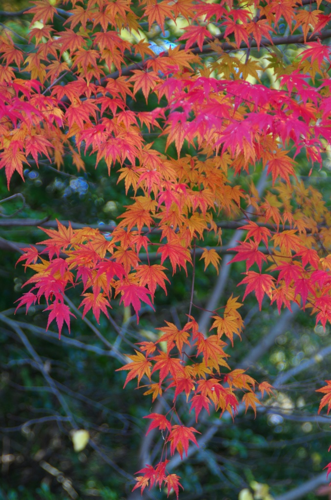 養老公園紅葉④