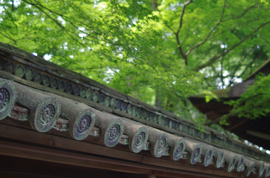 京都１１