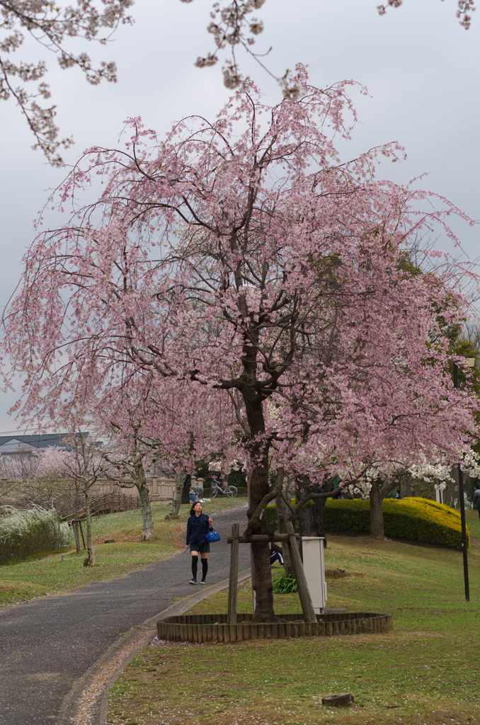 長良公園⑤