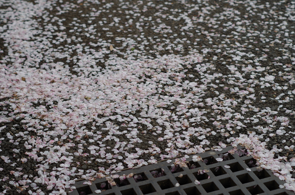 長良公園②