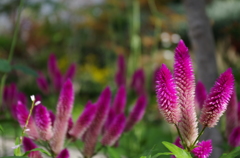 なんという花？