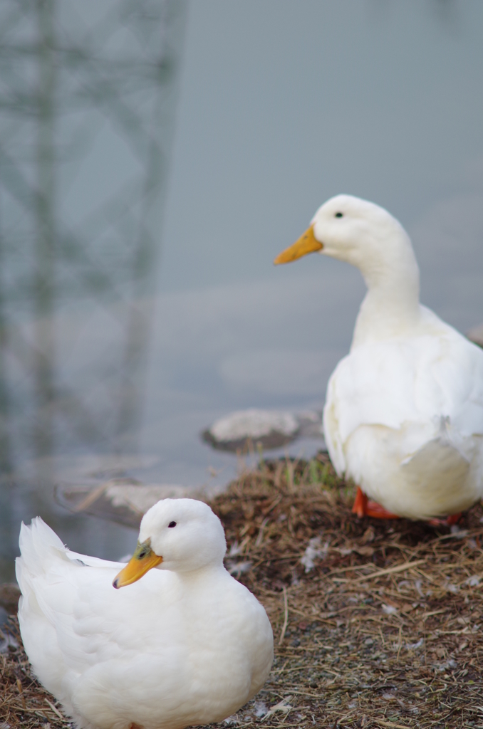 鳥さんと