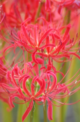 彼岸花3