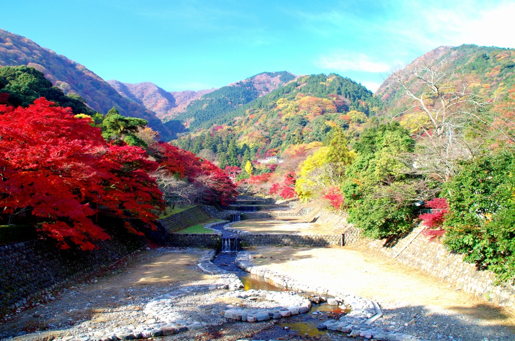 養老公園紅葉⑤