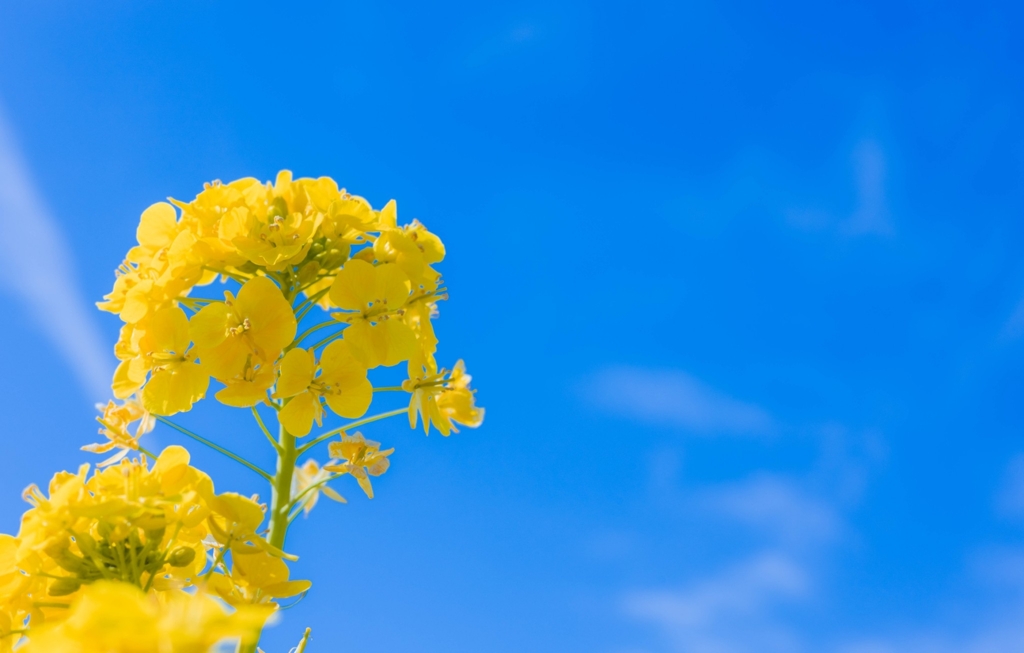 渥美半島の菜の花2023④