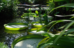水生植物公園５