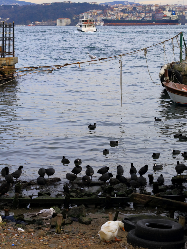 海峡の鳥達