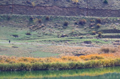 カルデラ湖の羊飼いと秋色草 