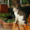 イスタンブール・ストリート・キャット　ここオレのベンチやで～！