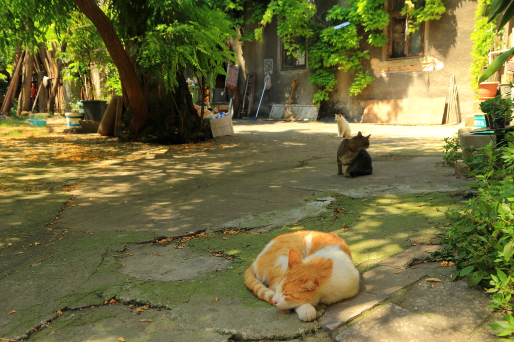 猫の園　直列配置