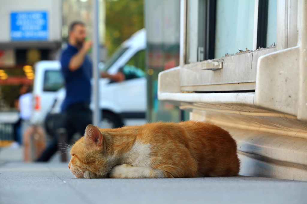 老猫はぐっすり眠る（＾ｕ＾）