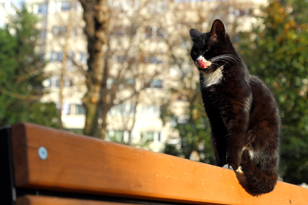 イスタンブール・ストリート・キャット　これは、あたいのベンチよ！