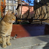 イスタンブールストリートキャット　階段小路に住むノラ