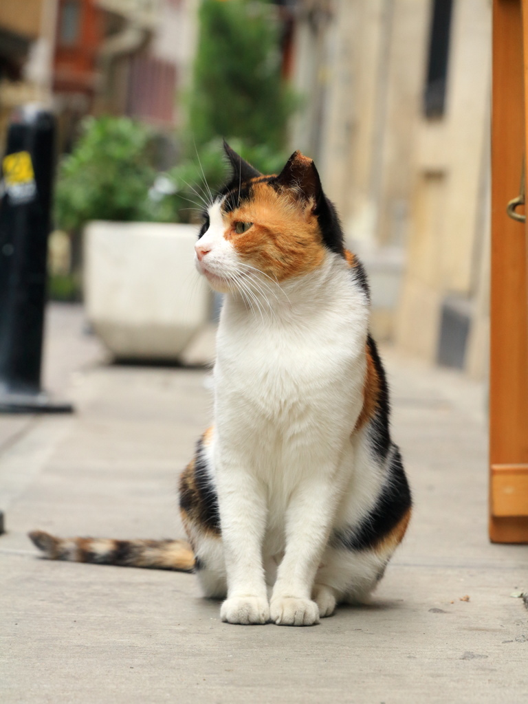 イスタンブール ストリートキャット 三つ指ついてお出迎え 猫正座 By 美山鎮 Id 写真共有サイト Photohito