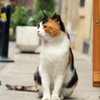 イスタンブール・ストリートキャット　三つ指ついてお出迎え？猫正座？