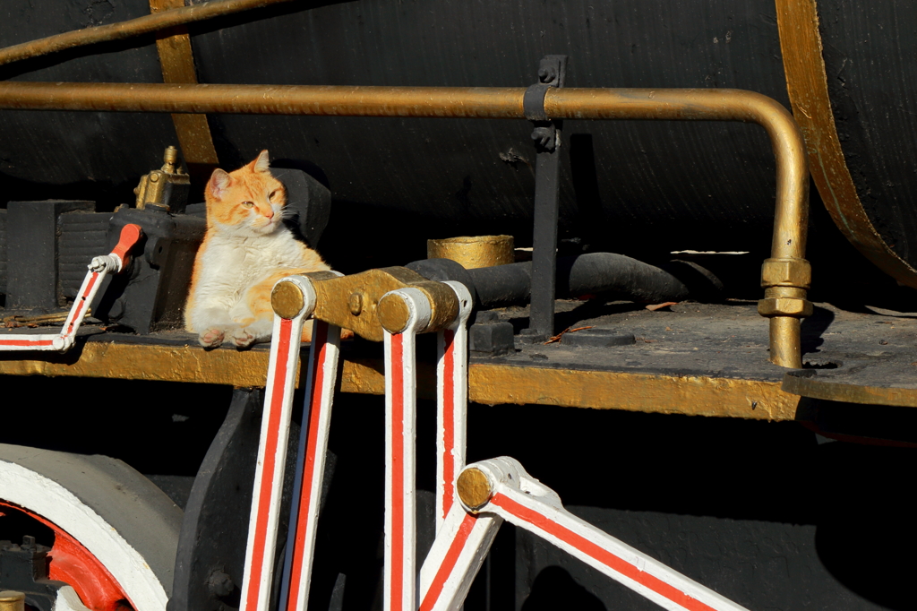 駅の猫　昔、昔の機関車の上で