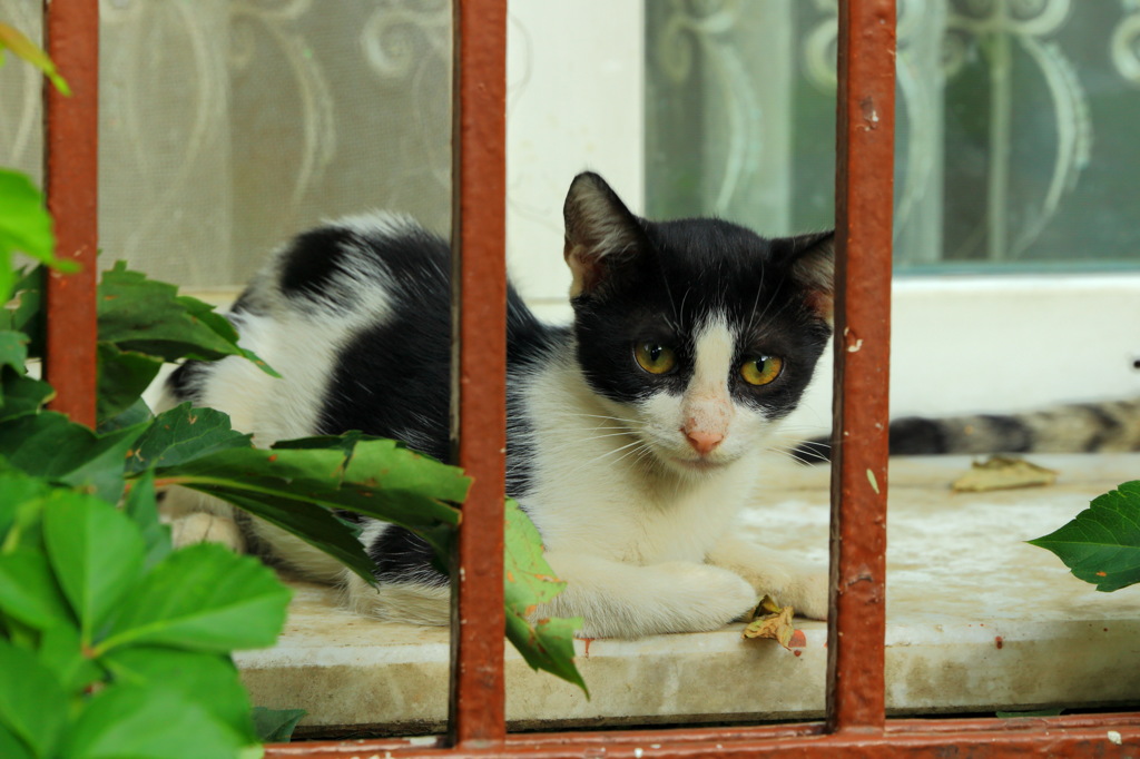 窓際の野良子猫