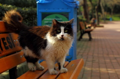 イスタンブール・ストリート・キャット　これはオラのベンチずら！