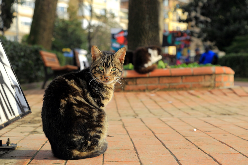 イスタンブール・ストリートキャット　喧嘩で鼻すりむいてまんねん(T_T)