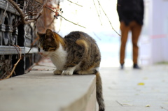 イスタンブールストリートキャット　あの鳥、美味そ～