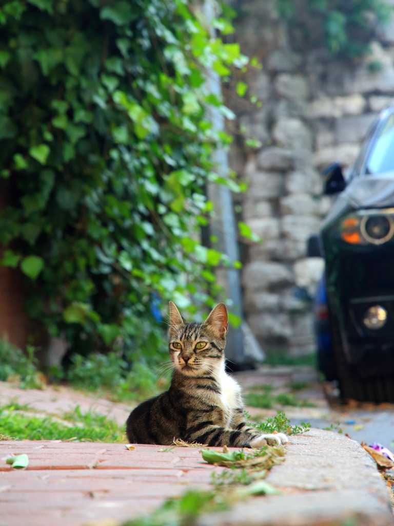 水道橋の野良猫