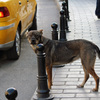 街犬